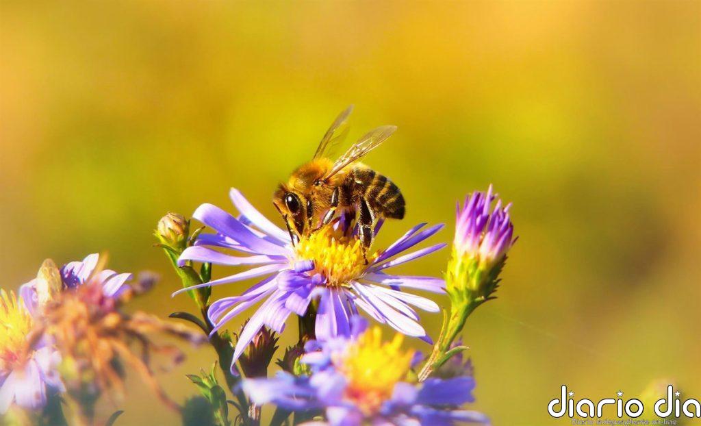 ¿Hay abejas rondando por tu jardín? Esto es lo que significa y por qué es una buena señal