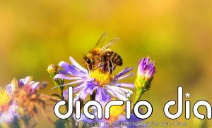 ¿Hay abejas rondando por tu jardín? Esto es lo que significa y por qué es una buena señal