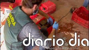 Incautan 1.400 plantas de marihuana y desarticulan una red de narcotraficantes implicada en un tiroteo en Almería