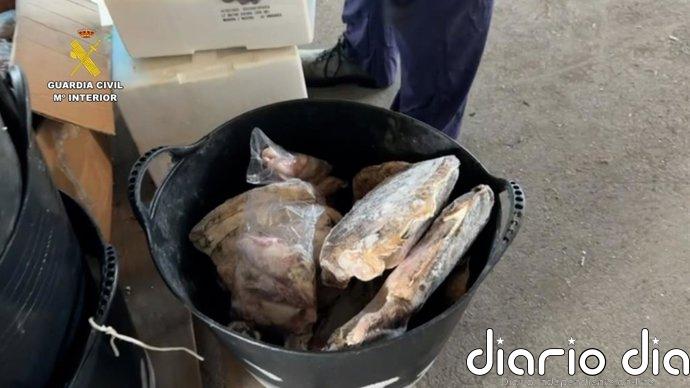 Intervenidos en Huelva 600 kilos de productos pesqueros que carecían de documentación legal