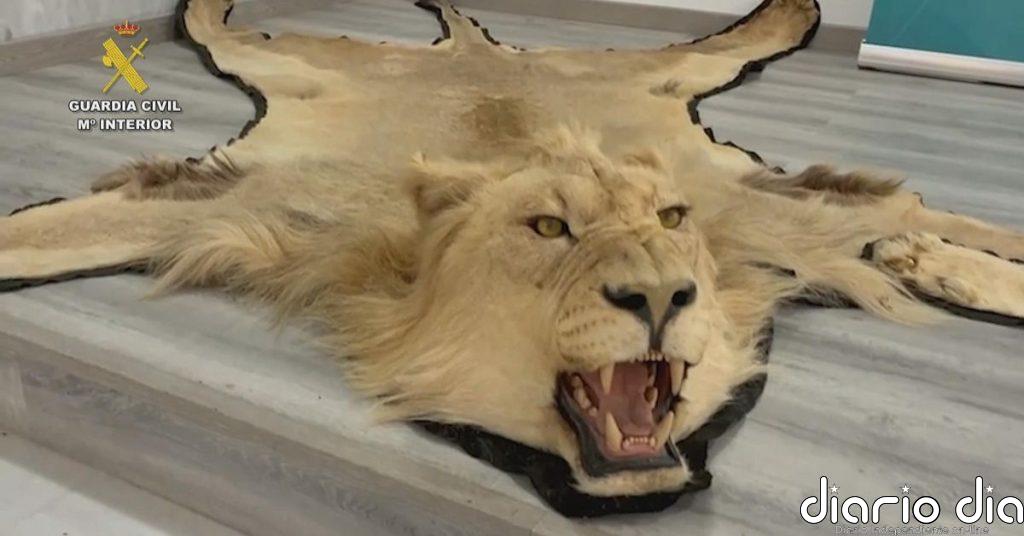 Investigada una persona en Almería por la venta online ilegal de alfombras de piel de león