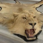 Investigada una persona en Almería por la venta online ilegal de alfombras de piel de león