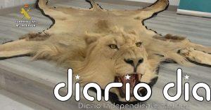 Investigada una persona en Almería por la venta online ilegal de alfombras de piel de león