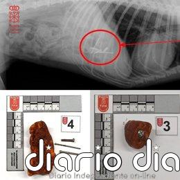 Investigado un hombre de 23 años en la Comarca de Pamplona por colocar cebos con elementos punzantes