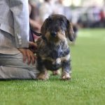 Jugar con tu perro crea un vínculo más fuerte