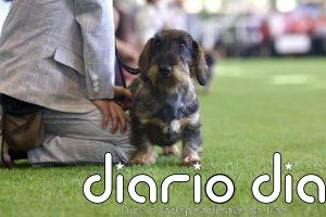 Jugar con tu perro crea un vínculo más fuerte