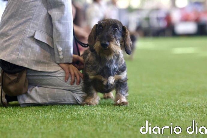 Jugar con tu perro crea un vínculo más fuerte