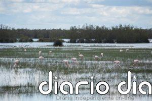 La Audiencia Nacional admite a trámite el recurso de WWF contra el deslinde del Gobierno en Doñana