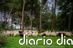 La Comunidad reivindica el papel "fundamental" del pastoreo para prevenir incendios e impulsar la economía