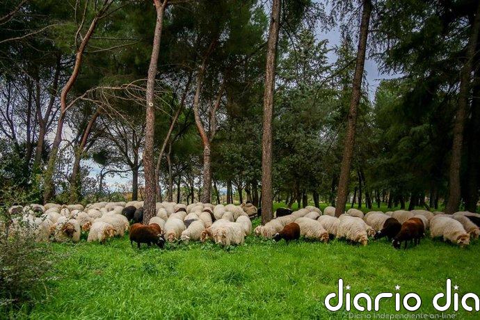 La Comunidad reivindica el papel "fundamental" del pastoreo para prevenir incendios e impulsar la economía