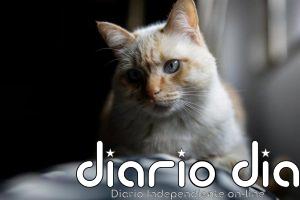 La Eurocámara adopta la primera ley para mejorar el bienestar para perros y gatos, casi 1,2 millones en la Comunitat