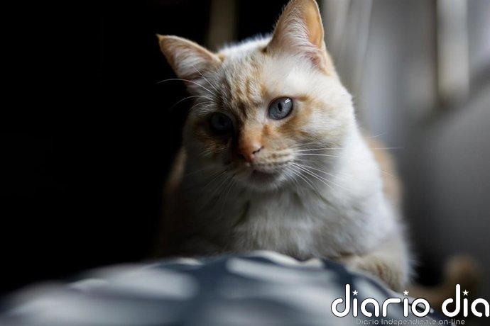 La Eurocámara adopta la primera ley para mejorar el bienestar para perros y gatos, casi 1,2 millones en la Comunitat