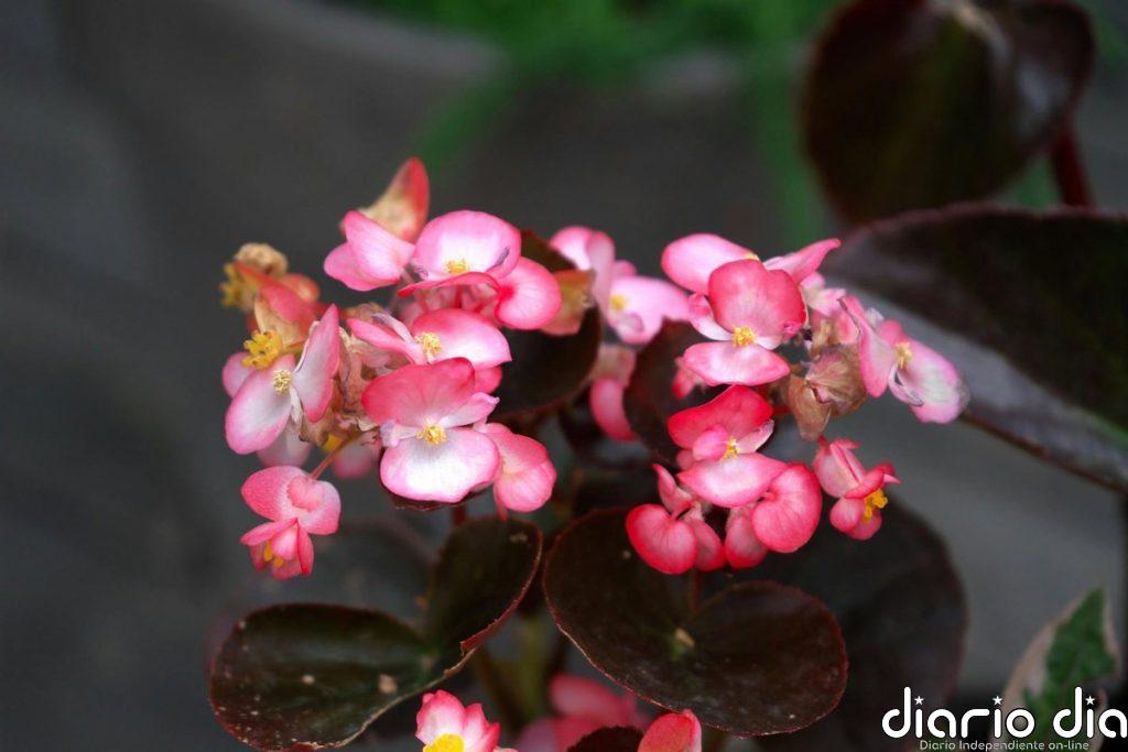 La flor perfecta para primavera que resiste el sol y requiere pocos cuidados