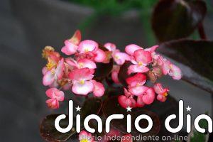 La flor perfecta para primavera que resiste el sol y requiere pocos cuidados