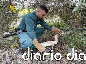 La Guardia Civil auxilia a dos aves protegidas heridas en La Puebla de Cazalla y Cantillana (Sevilla)