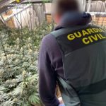 La Guardia Civil se incautó en marzo de más de 11.800 plantas de marihuana en la provincia de Granada