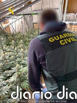 La Guardia Civil se incautó en marzo de más de 11.800 plantas de marihuana en la provincia de Granada