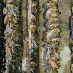 La Junta restringe la pesca en el embalse de Cuevas del Almanzora ante la presencia de mejillón cebra