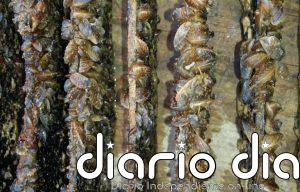 La Junta restringe la pesca en el embalse de Cuevas del Almanzora ante la presencia de mejillón cebra