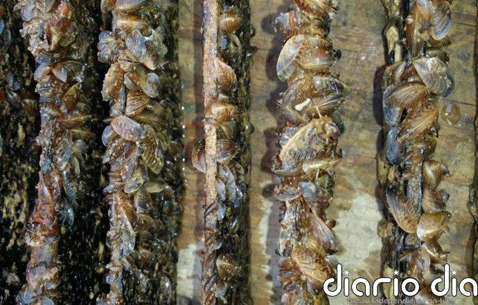 La Junta restringe la pesca en el embalse de Cuevas del Almanzora ante la presencia de mejillón cebra