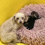 La Protectora de Animales centraliza información para afectados por el criadero ilegal de Las Almenas en Gijón