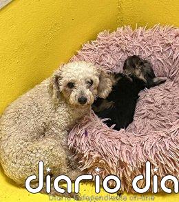 La Protectora de Animales centraliza información para afectados por el criadero ilegal de Las Almenas en Gijón