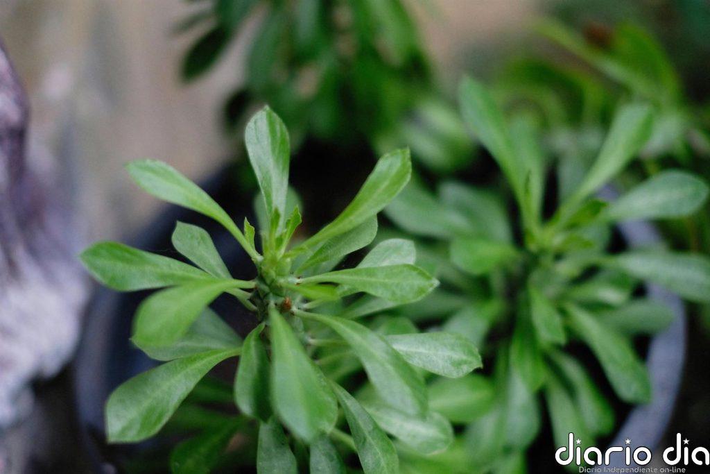 La solución para que tus plantas siempre tengan suficiente riego, incluso si no estás en casa