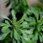 La solución para que tus plantas siempre tengan suficiente riego, incluso si no estás en casa