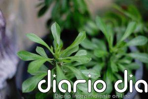 La solución para que tus plantas siempre tengan suficiente riego, incluso si no estás en casa