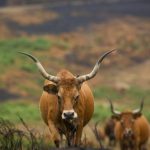 La Xunta ampliará al 15 de mayo el plazo de solicitudes de ayudas de la PAC