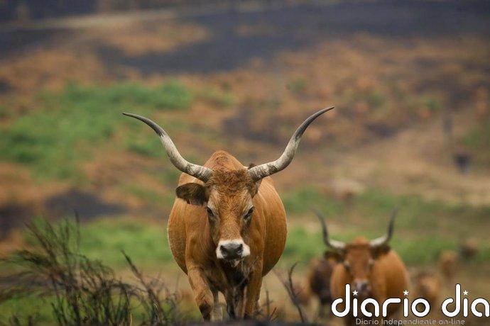 La Xunta ampliará al 15 de mayo el plazo de solicitudes de ayudas de la PAC