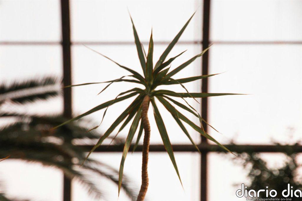 Las 3 plantas que cualquier persona puede tener en casa, incluso olvidándose de cuidarlas