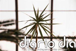 Las 3 plantas que cualquier persona puede tener en casa, incluso olvidándose de cuidarlas