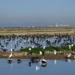 Las aves acuáticas invernantes del Parque Natural de l'Albufera se recuperan tras la dana