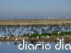 Las aves acuáticas invernantes del Parque Natural de l'Albufera se recuperan tras la dana