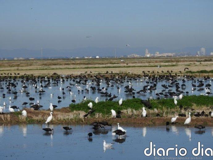 Las aves acuáticas invernantes del Parque Natural de l'Albufera se recuperan tras la dana