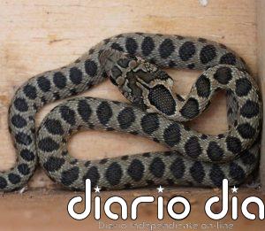 Las capturas de serpientes en Pitiusas en 2025 superan las 4.400