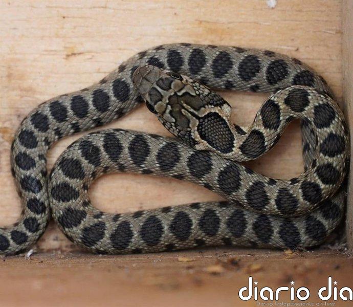 Las capturas de serpientes en Pitiusas en 2025 superan las 4.400