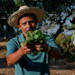 Las complicaciones socioambientales que arrastran los monocultivos en América Central