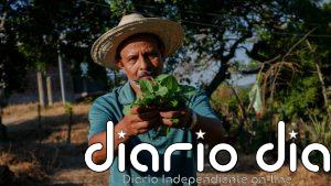 Las complicaciones socioambientales que arrastran los monocultivos en América Central