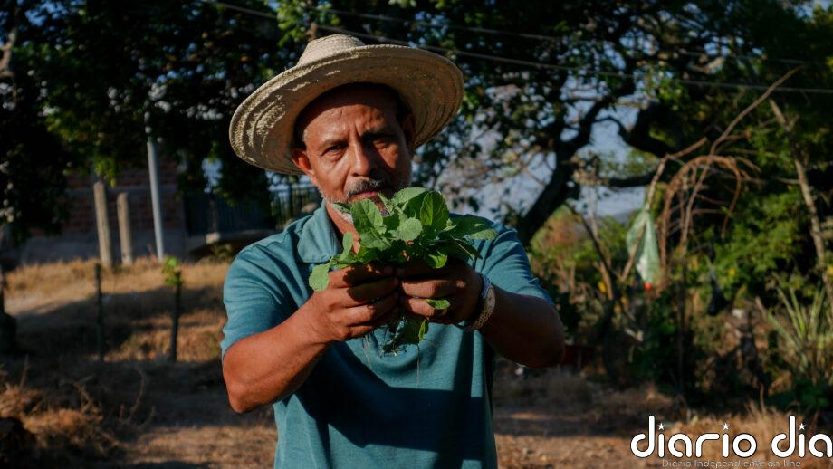 Las complicaciones socioambientales que arrastran los monocultivos en América Central