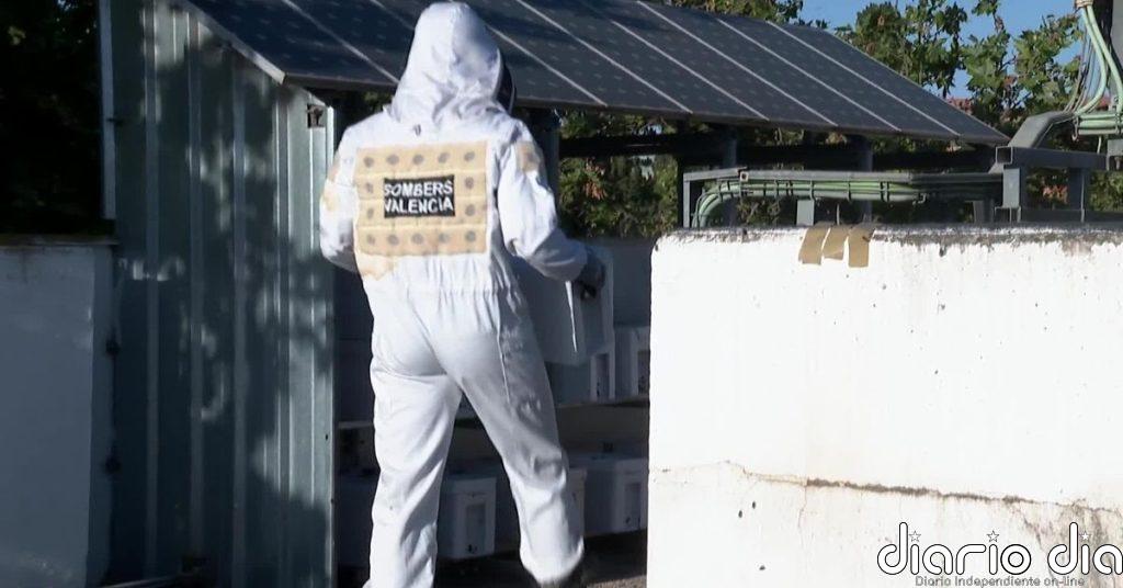 Los bomberos de Valencia retiran estos días miles de abejas en semáforos, barandillas o motos