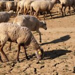 Los efectos del cambio climático persisten incluso en los tataranietos