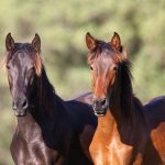 Mairena del Aljarafe (Sevilla) finaliza el programa municipal de equinoterapia con 40 estudiantes