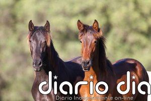 Mairena del Aljarafe (Sevilla) finaliza el programa municipal de equinoterapia con 40 estudiantes