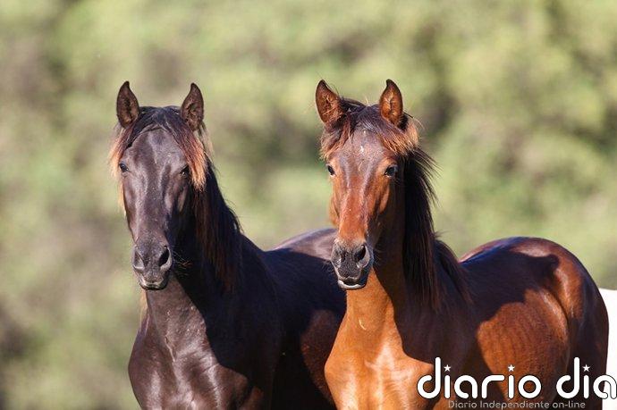 Mairena del Aljarafe (Sevilla) finaliza el programa municipal de equinoterapia con 40 estudiantes