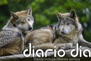 Más de 40 ONG denuncian la rebaja "anticientífica" de la protección al lobo en UE y reclaman "moratoria a las matanzas"