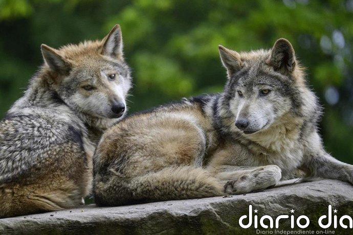 Más de 40 ONG denuncian la rebaja "anticientífica" de la protección al lobo en UE y reclaman "moratoria a las matanzas"