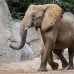Muere la elefanta Miri, de Bioparc Valencia, tras un accidente fortuito con otro y herirse la arteria braquial