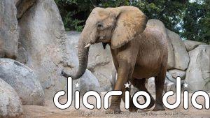 Muere la elefanta Miri, de Bioparc Valencia, tras un accidente fortuito con otro y herirse la arteria braquial